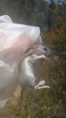 Peromyscus fraterculus