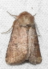 Protorthodes oviduca