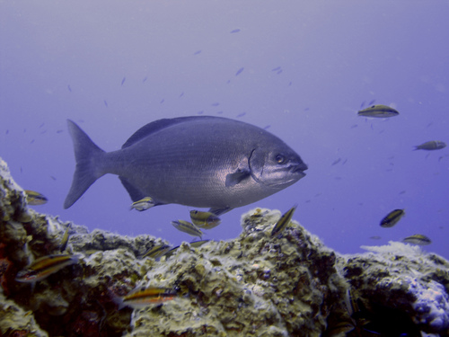 Bermuda sea chub (Kyphosus bigibbus) — Kyphosidae