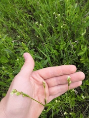 Asperula tinctoria