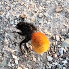 Dasymutilla magnifica