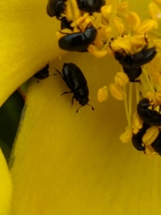 Brassicogethes aeneus