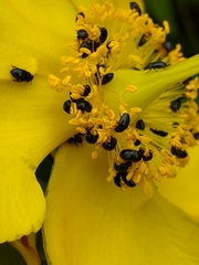 Brassicogethes aeneus