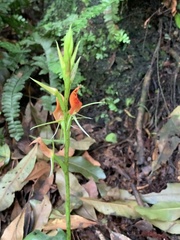 Cryptostylis arachnites