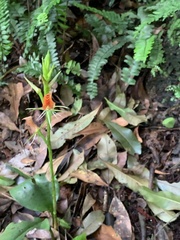 Cryptostylis arachnites