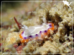 Goniobranchus setoensis