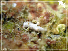 Murphydoris maracabranchia