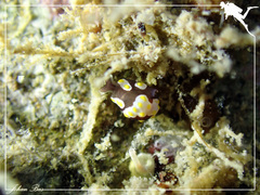 Colpodaspis thompsoni