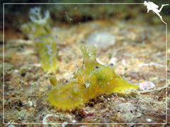 Plocamopherus pecoso