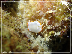 Goniobranchus rubrocornutus