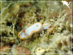 Diaphorodoris