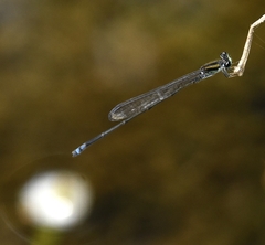 Pseudagrion indicum