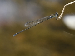 Pseudagrion indicum