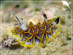 Halgerda tessellata