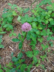Trifolium pratense