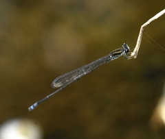 Pseudagrion indicum