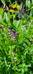 Vicia sepium