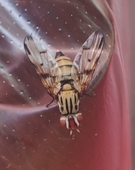 Otites formosa