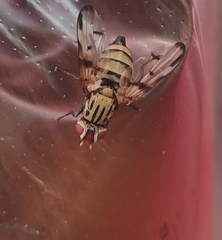 Otites formosa