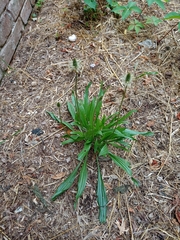 Plantago lanceolata
