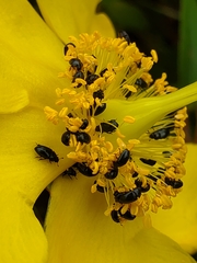 Brassicogethes aeneus