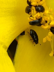 Brassicogethes aeneus