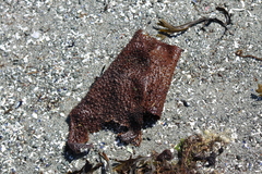 Chondracanthus