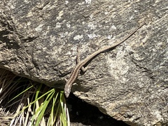 Podarcis muralis muralis