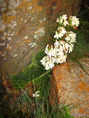 Streptocarpus vandeleurii