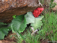 Streptocarpus dunnii