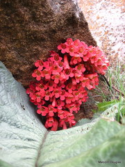 Streptocarpus dunnii