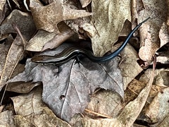 Plestiodon anthracinus anthracinus