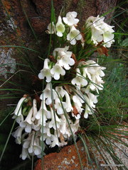Streptocarpus vandeleurii