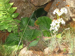 Streptocarpus vandeleurii