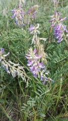 Astragalus bisulcatus