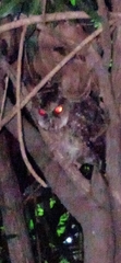 Otus megalotis