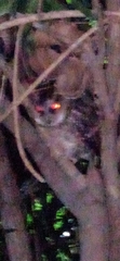Otus megalotis