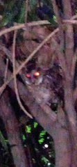 Otus megalotis