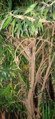 Otus megalotis
