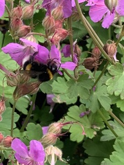 Bombus terrestris