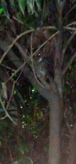 Otus megalotis
