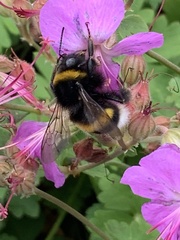 Bombus terrestris