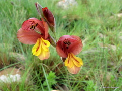Gladiolus woodii