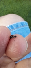 Aphaenogaster