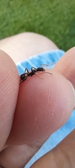 Aphaenogaster
