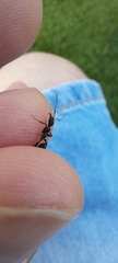 Aphaenogaster