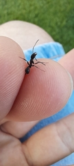 Aphaenogaster