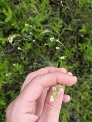 Asperula tinctoria