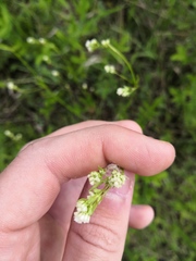 Asperula tinctoria