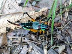 Pterophylla beltrani